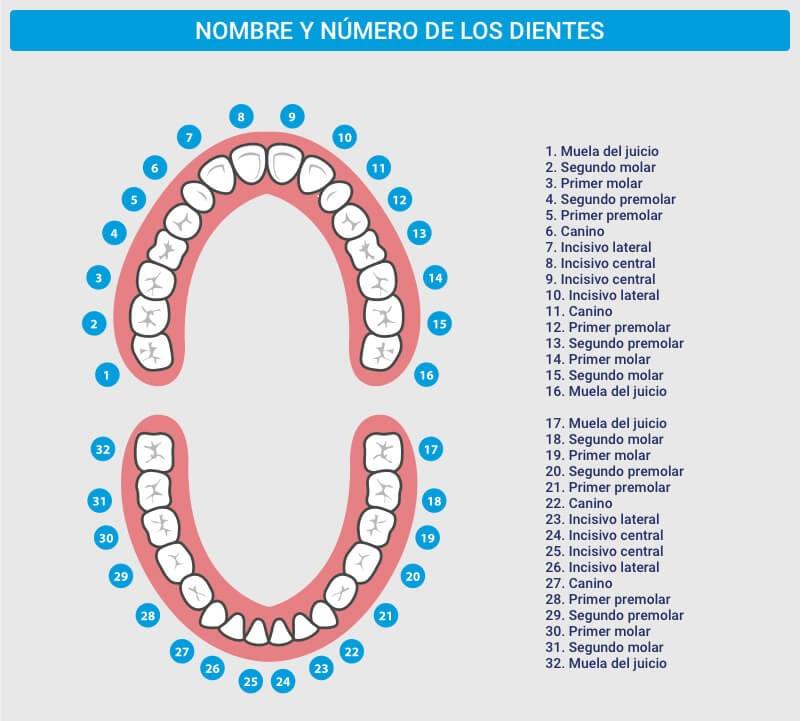 Tus dientes I