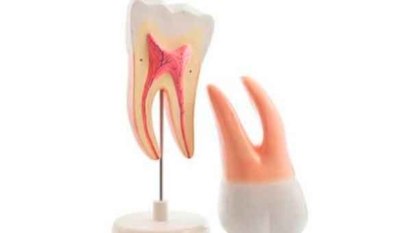 Tus dientes III